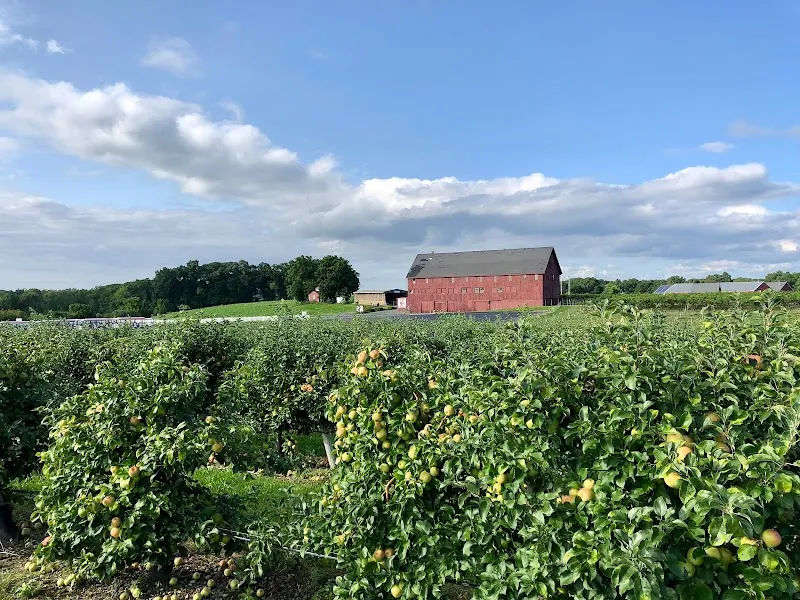 Belkin Family Lookout Farm - U-Pick Orchard - Taproom, Outdoor Dining and Market in Natick, MA