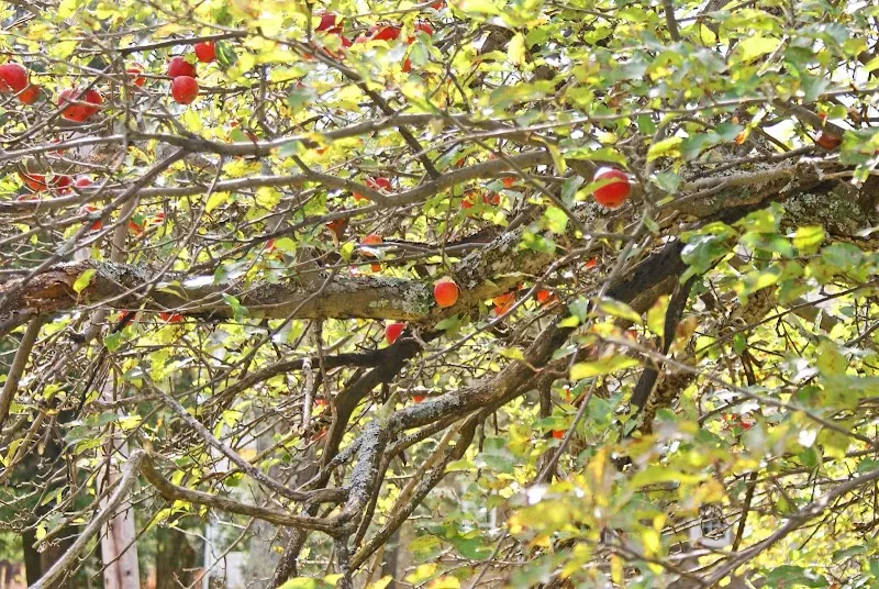 Ricketts Cidery in Benton, PA