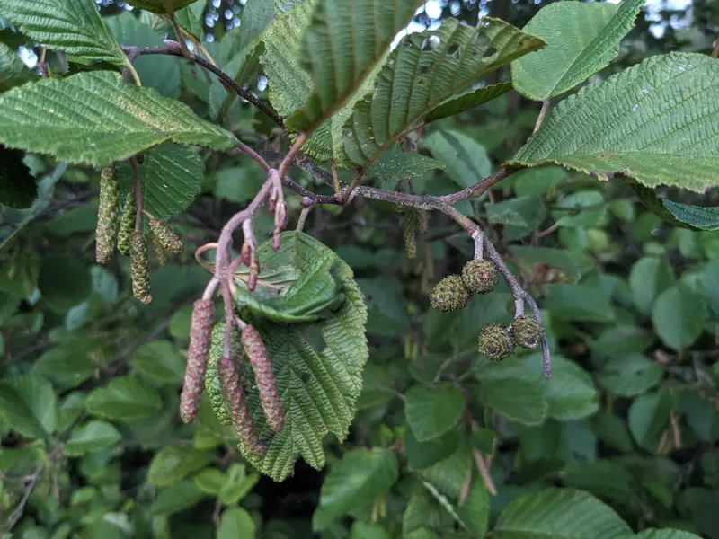 Sauna Incana in Washington, ME