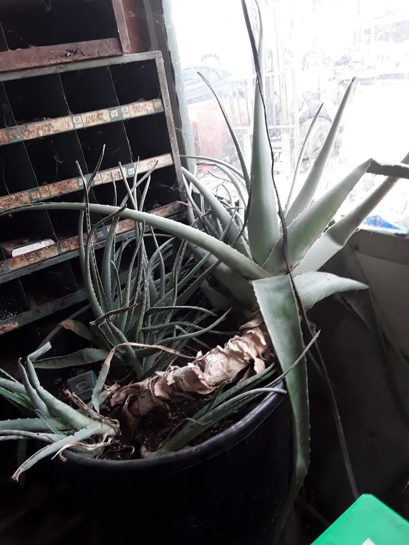 Hornback Salvage - Auction house in Big Clifty, Kentucky