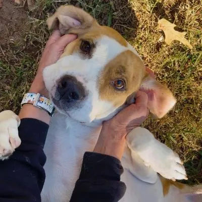 Furkids Thrift Store - Marietta, GA in Marietta, GA