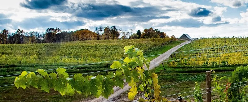 Dablon Vineyards & Winery in Baroda, MI