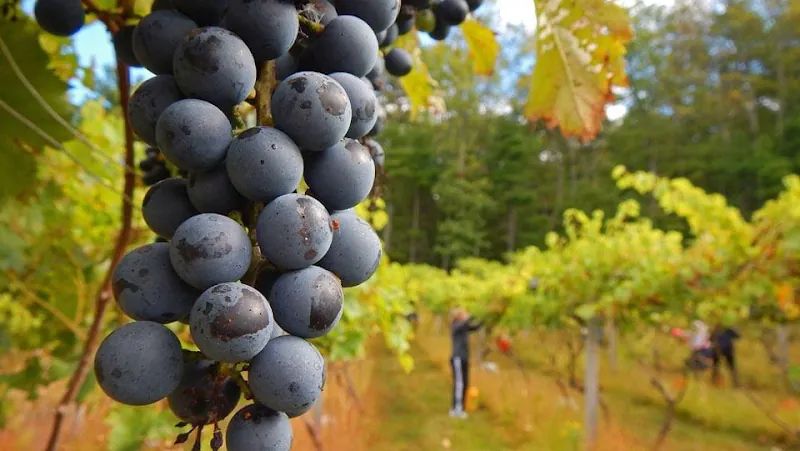 Mountain View Vineyard, Winery, Brewery & Distillery in Stroudsburg, PA