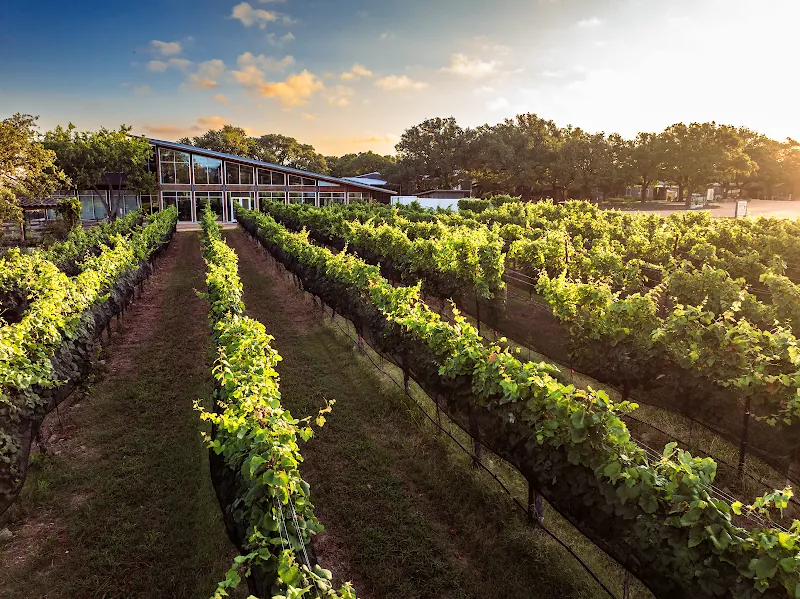 William Chris Vineyards in Hye, TX